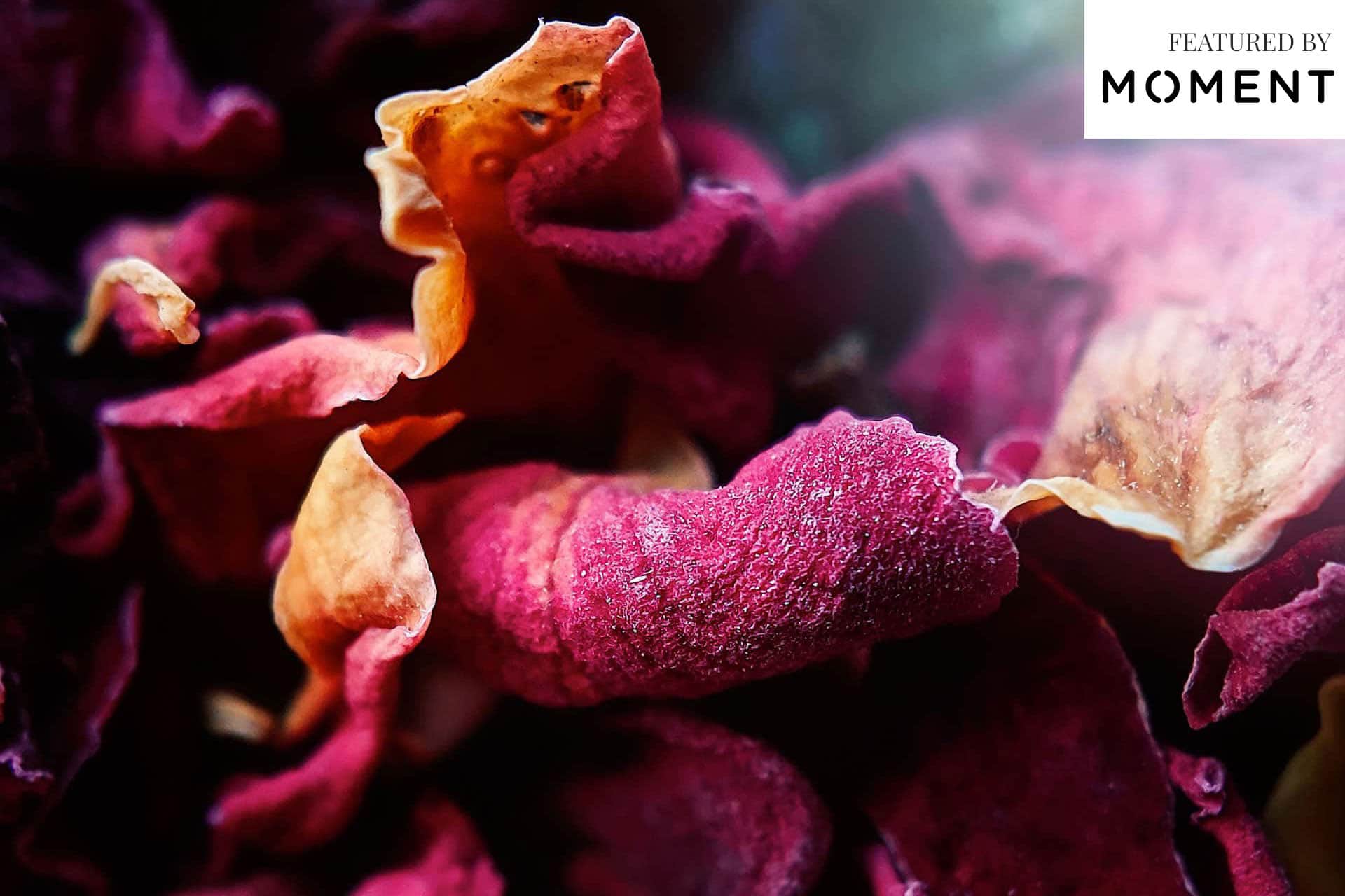 macro-shots-by-Arjun-Kamath